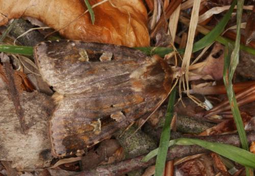 Réf. 187 099 : Diarsia brunnea